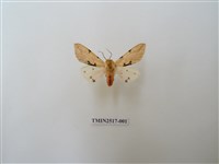 藏品(棍棒污燈蛾)的圖片